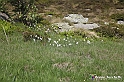 VBS_2553 - Fioritura Narcisi Castelnuovo Nigra 2022 e campi di papaveri rossi